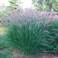 Fountain Grass -  Pennisetum