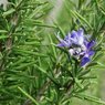 Rosemary -Salvia Rosmarinus - Rosemarinus Officinalis