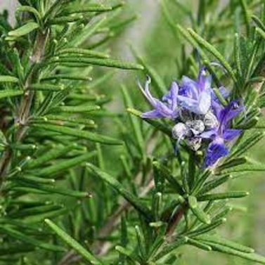 Rosemary -Salvia Rosmarinus - Rosemarinus Officinalis