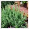 Rosemary -Salvia Rosmarinus - Rosemarinus Officinalis