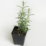 Rosemary -Salvia Rosmarinus - Rosemarinus Officinalis