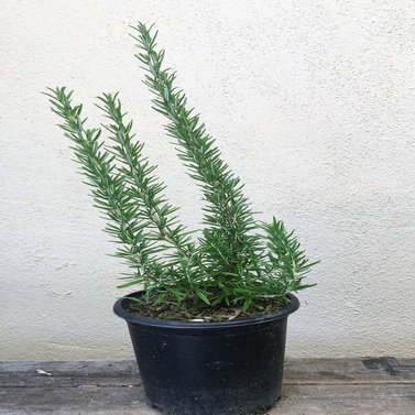 Rosemary -Salvia Rosmarinus - Rosemarinus Officinalis