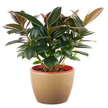 Rubber Plant Melany - Rubber Bush - Melani Rubber Plant -  Ficus elastica ‘Melany’