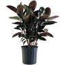 Rubber Plant Melany - Rubber Bush - Melani Rubber Plant -  Ficus elastica ‘Melany’