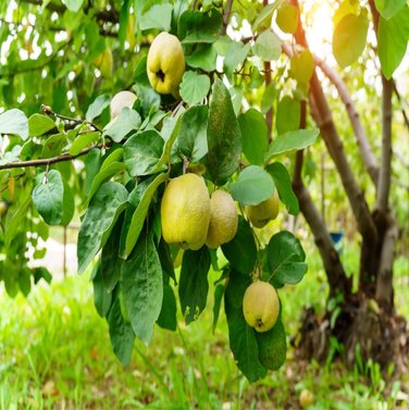 Safarjal fruit - Cydonia Oblonga - Murabba Bahi