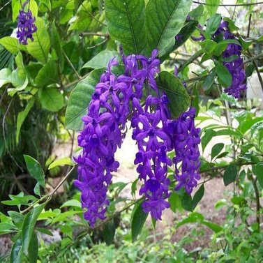 Sweet Petrea -Sand Paper Vine - Queens Wreath -Petrea Volubilis