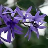 Sweet Petrea -Sand Paper Vine - Queens Wreath -Petrea Volubilis