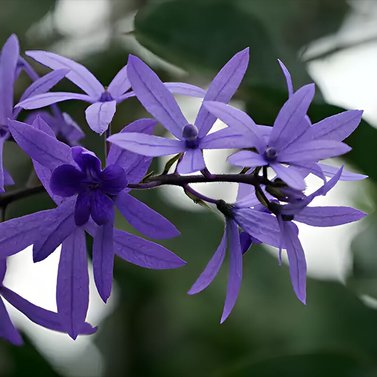 Sweet Petrea -Sand Paper Vine - Queens Wreath -Petrea Volubilis