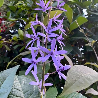 Sweet Petrea -Sand Paper Vine - Queens Wreath -Petrea Volubilis