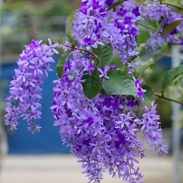 Sweet Petrea -Sand Paper Vine - Queens Wreath -Petrea Volubilis