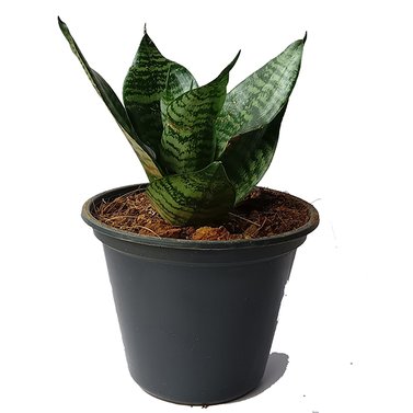 Snake Plant Dwarf Green - Sansevieria - Mother In Law’s Tongue - Dracaena Trifasciata