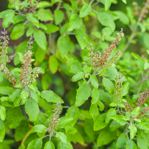 Tulsi  - Holy Basil -  Ocimum Sanctum