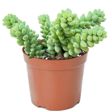 Burro’s-Tail - Donkey Tail - Sedum Morganianum