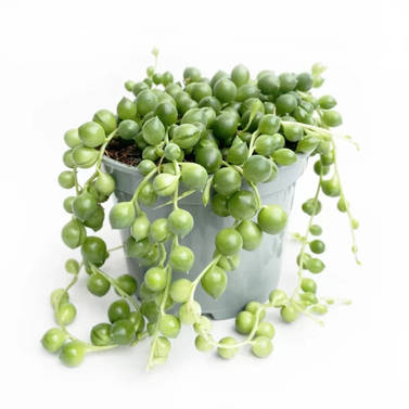 String-Of-Pearls Plant - String-Of-Beads - Senecio Rowleyanus