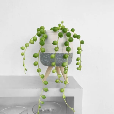 String-Of-Pearls Plant - String-Of-Beads - Senecio Rowleyanus