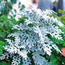 Dusty Miller Plant- Silver Ragwort