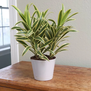 Song of India -Dracaena Reflexa