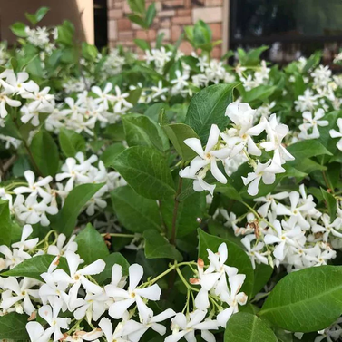 Star Jasmine- Chameli- Mogra-Champa Bela