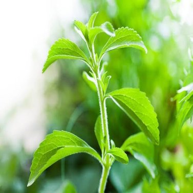 Stevia - Rebaudiana - Natural Sweetener- Candy Leaf- Plant