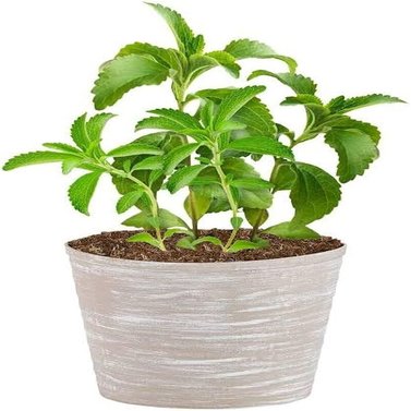 Stevia - Rebaudiana - Natural Sweetener- Candy Leaf- Plant