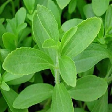 Stevia - Rebaudiana - Natural Sweetener- Candy Leaf- Plant