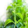 Stevia - Rebaudiana - Natural Sweetener- Candy Leaf- Plant