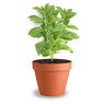 Stevia - Rebaudiana - Natural Sweetener- Candy Leaf- Plant