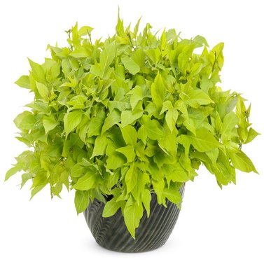 Sweet Potato Vine - Ipomoea Batatas