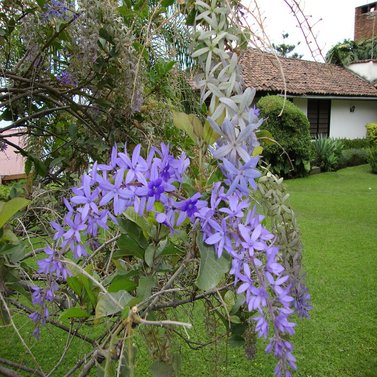 Sweet Petrea -Sand Paper Vine - Queens Wreath -Petrea Volubilis