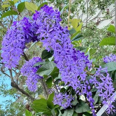 Sweet Petrea -Sand Paper Vine - Queens Wreath -Petrea Volubilis