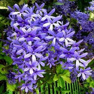 Sweet Petrea -Sand Paper Vine - Queens Wreath -Petrea Volubilis