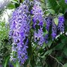 Sweet Petrea -Sand Paper Vine - Queens Wreath -Petrea Volubilis