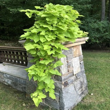 Sweet Potato Vine - Ipomoea Batatas