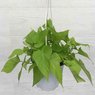 Sweet Potato Vine - Ipomoea Batatas