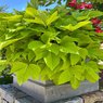 Sweet Potato Vine - Ipomoea Batatas