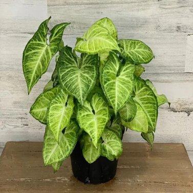 Syngonium - Arrowhead Plant - Syngonium Podophyllum