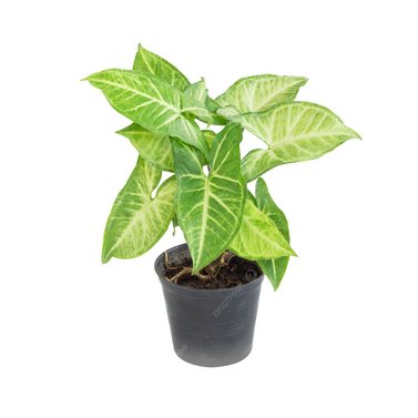 Syngonium - Arrowhead Plant - Syngonium Podophyllum