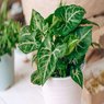 Syngonium - Arrowhead Plant - Syngonium Podophyllum