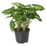 Syngonium - Arrowhead Plant - Syngonium Podophyllum