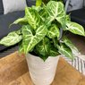 Syngonium - Arrowhead Plant - Syngonium Podophyllum