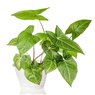 Syngonium - Arrowhead Plant - Syngonium Podophyllum