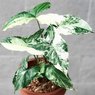 Syngonium Albo - Variegated Arrowhead Vine - Syngonium Podophyllum Albo