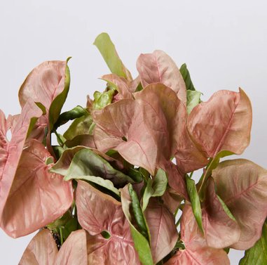 Syngonium Pink Image