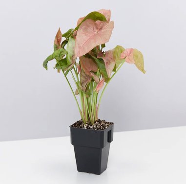 Syngonium Pink Image