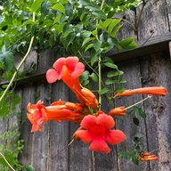 Tecoma Vine - Trumpet Vine - Campsis Radicans - Cat’s Claw