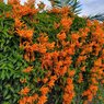 Tecoma Vine - Trumpet Vine - Campsis Radicans - Cat’s Claw