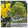 Tabebuia - Caribbean Trumpet Tree -Tabebuia Aurea