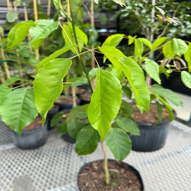 Tabebuia - Caribbean Trumpet Tree -Tabebuia Aurea