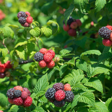 Blackberry - Rubus fruticosus - Black respberry