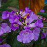 Tecoma Vine - Trumpet Vine - Campsis Radicans - Cat’s Claw